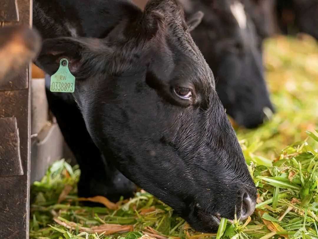 Livestock Farming 1