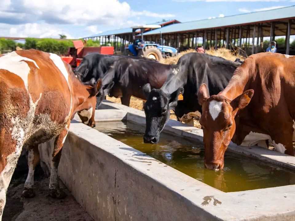 Livestock Farming 8