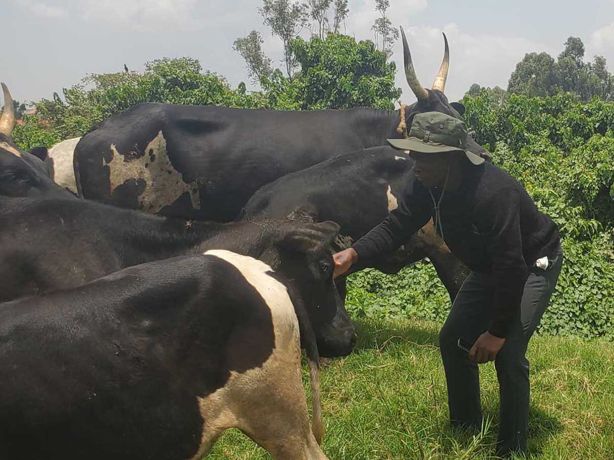 Livestock Farming 9