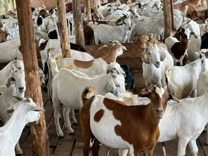 Goat Farming 1