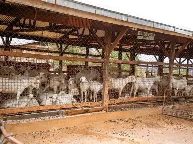 Goat Farming 2